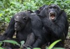 Chimp Civil War: ఉగాండాలో చింపాంజీల మధ్య భీకర యుద్ధం.. 24చింపాంజీలు ప్రాణాలు కోల్పోయాయి