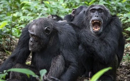 Chimp Civil War: ఉగాండాలో చింపాంజీల మధ్య భీకర యుద్ధం.. 24చింపాంజీలు ప్రాణాలు కోల్పోయాయి