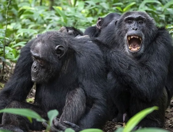 Chimp Civil War: ఉగాండాలో చింపాంజీల మధ్య భీకర యుద్ధం.. 24చింపాంజీలు ప్రాణాలు కోల్పోయాయి