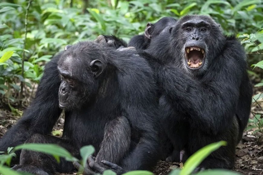 Chimp Civil War: ఉగాండాలో చింపాంజీల మధ్య భీకర యుద్ధం.. 24చింపాంజీలు ప్రాణాలు కోల్పోయాయి