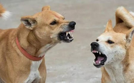 హైదరాబాద్‌లో వీధి కుక్కల బీభత్సం: 10 కుక్కలు ఒకేసారి బాలుడిపై దాడి.. పరిస్థితి విషమం!